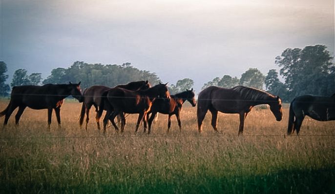 Estancia Laguna Vitel, Cabaña en Chascomús