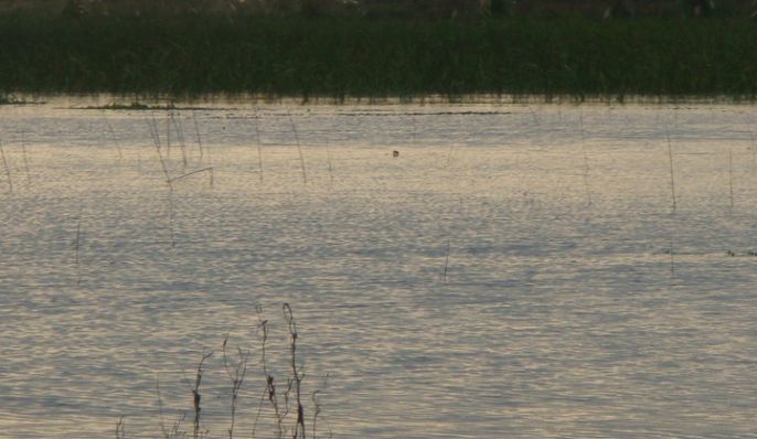 La Horqueta, Estancia en Chascomús